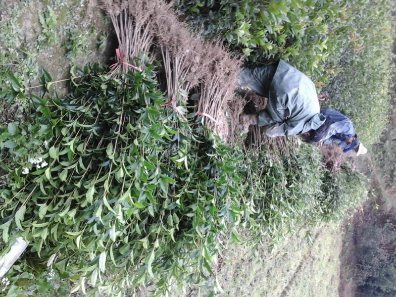 金桂桂花树苗浓香型八月桂花苗金黄色花苗圃有好货