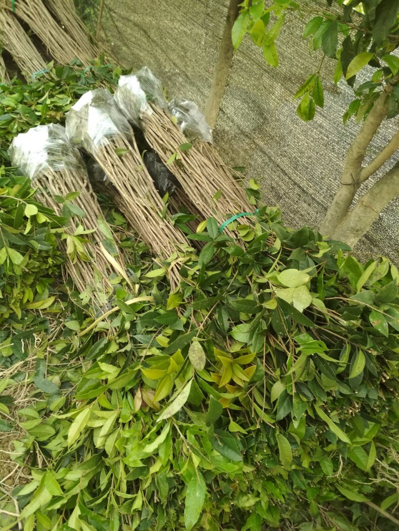 金桂桂花树苗浓香型八月桂花苗金黄色花苗圃有好货