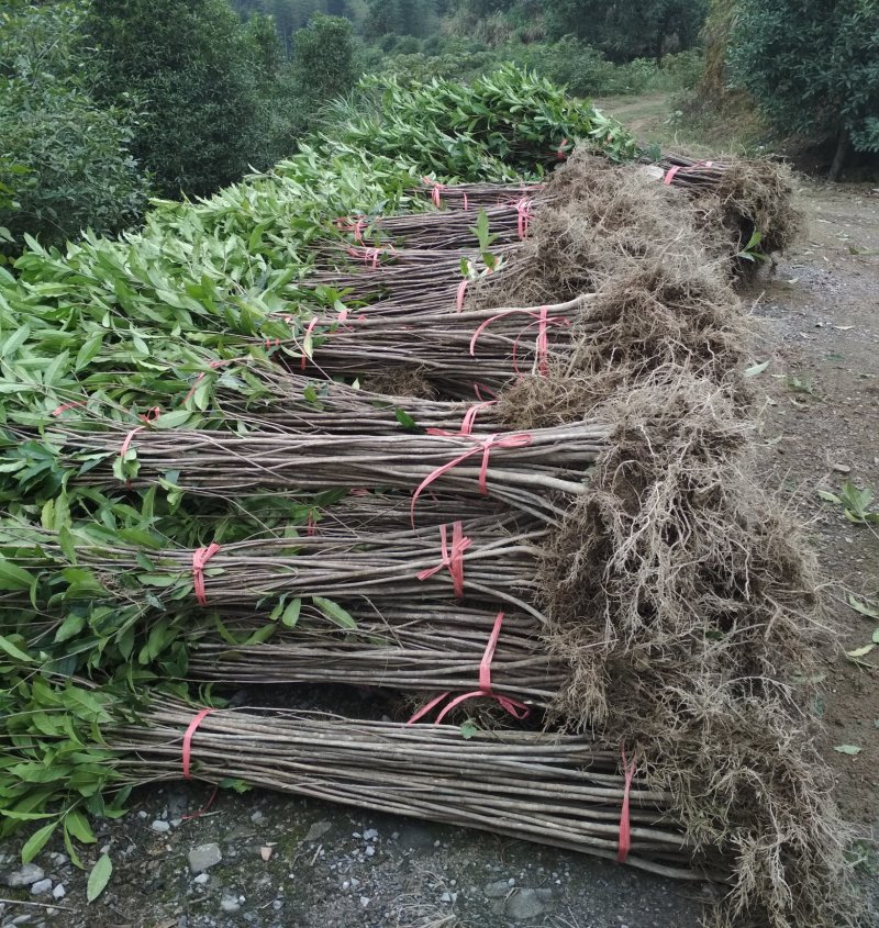 金桂桂花树苗浓香型八月桂花苗金黄色花苗圃有好货