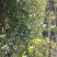 金桂桂花树苗浓香型八月桂花苗金黄色花苗圃有好货
