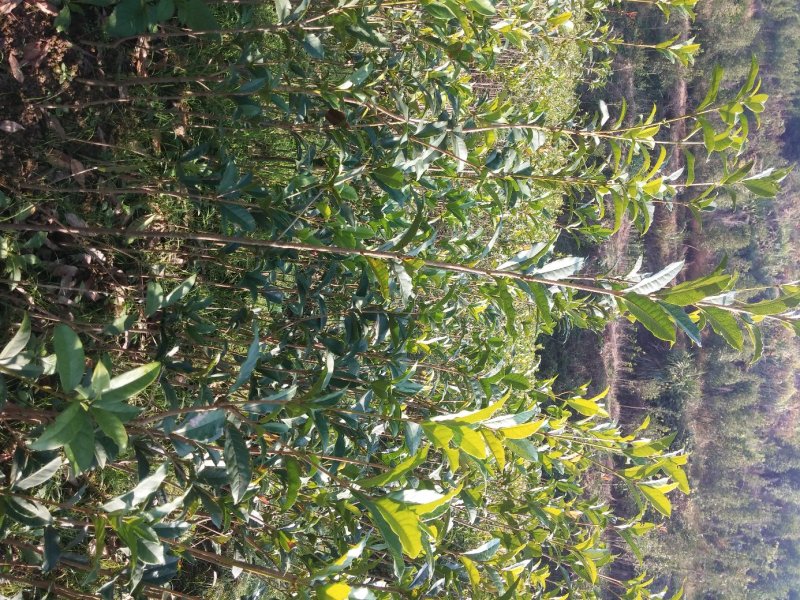 金桂桂花树苗浓香型八月桂花苗金黄色花苗圃有好货