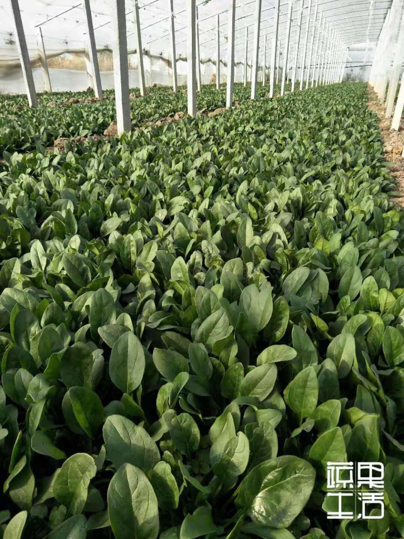 优质大棚菠菜出售全王