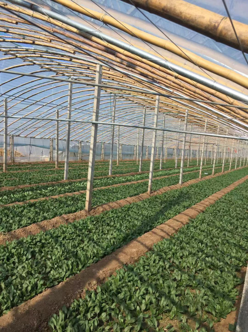 优质大棚菠菜出售全王