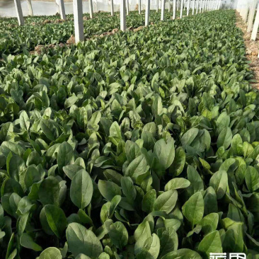 优质大棚菠菜出售全王
