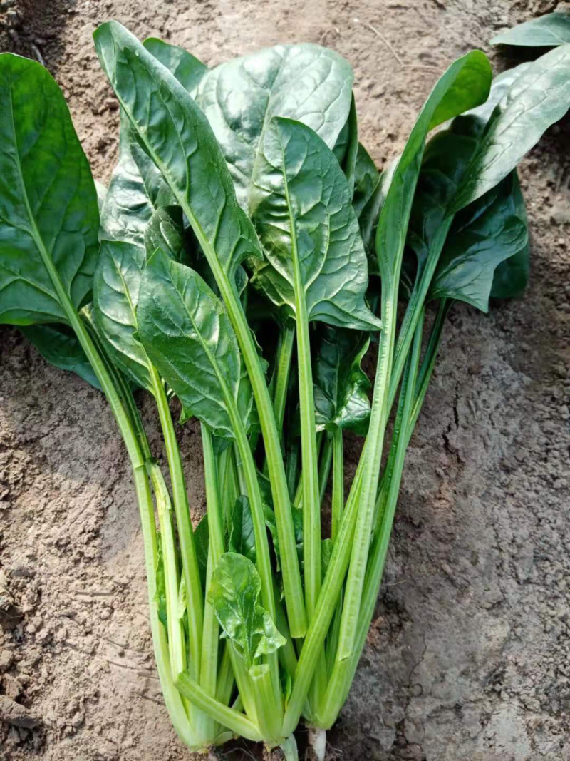 优质大棚菠菜出售全王
