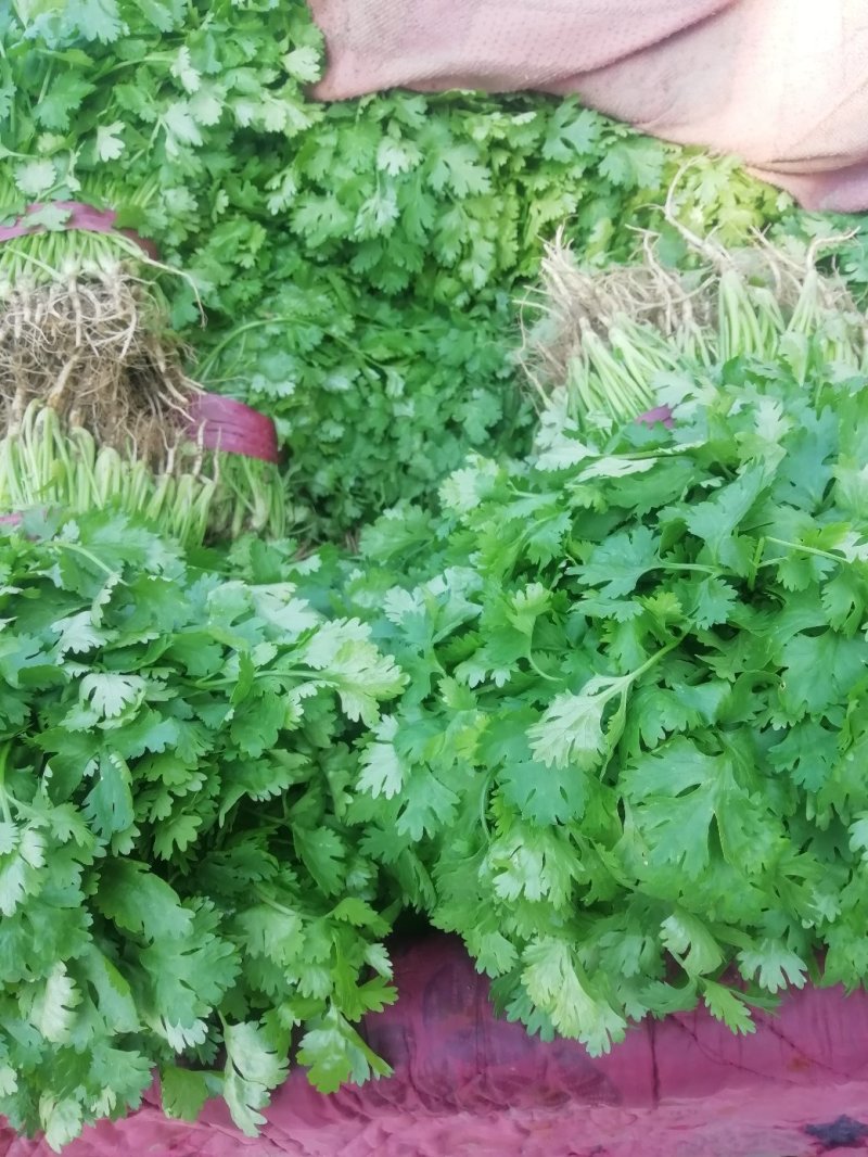 香菜大量上市产地直供价格美丽诚信经营需要的联系了