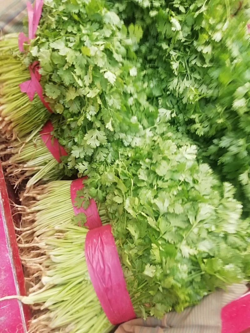 香菜大量上市产地直供价格美丽诚信经营需要的联系了