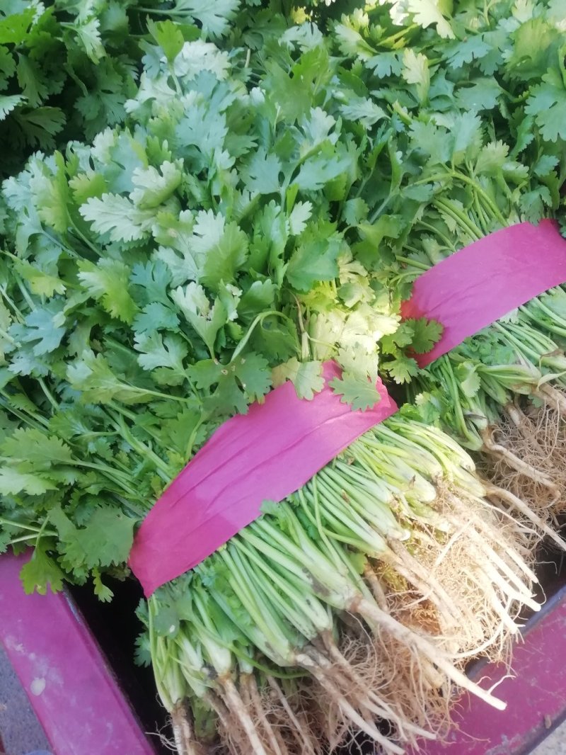 香菜大量上市产地直供价格美丽诚信经营需要的联系了