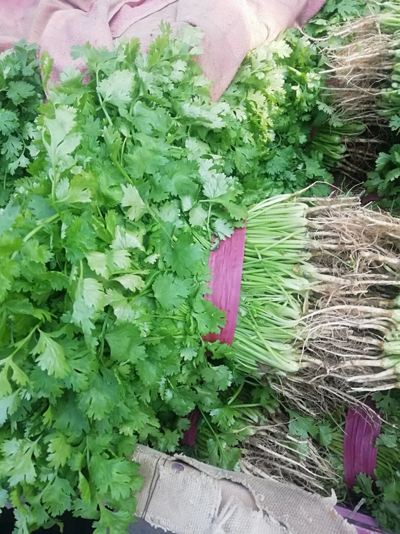 香菜大量上市产地直供价格美丽诚信经营需要的联系了