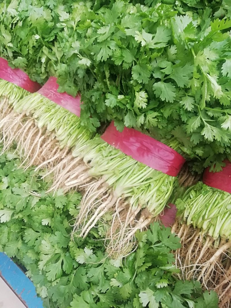 香菜大量上市产地直供价格美丽诚信经营需要的联系了