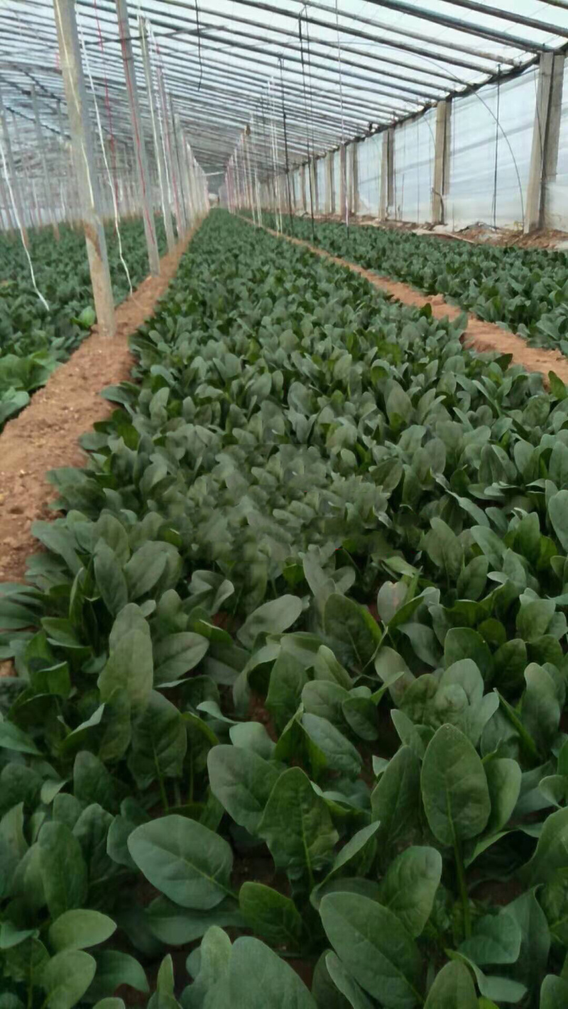 优质大棚菠菜出售全王