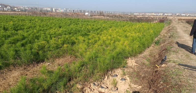 湿地松杯苗，景盛苗木合作社