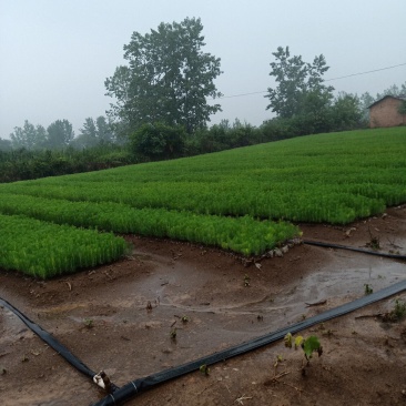 湿地松杯苗，景盛苗木合作社