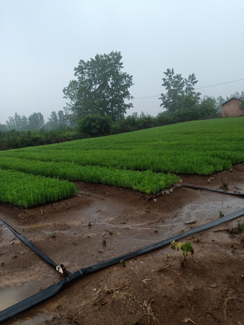 湿地松杯苗，景盛苗木合作社