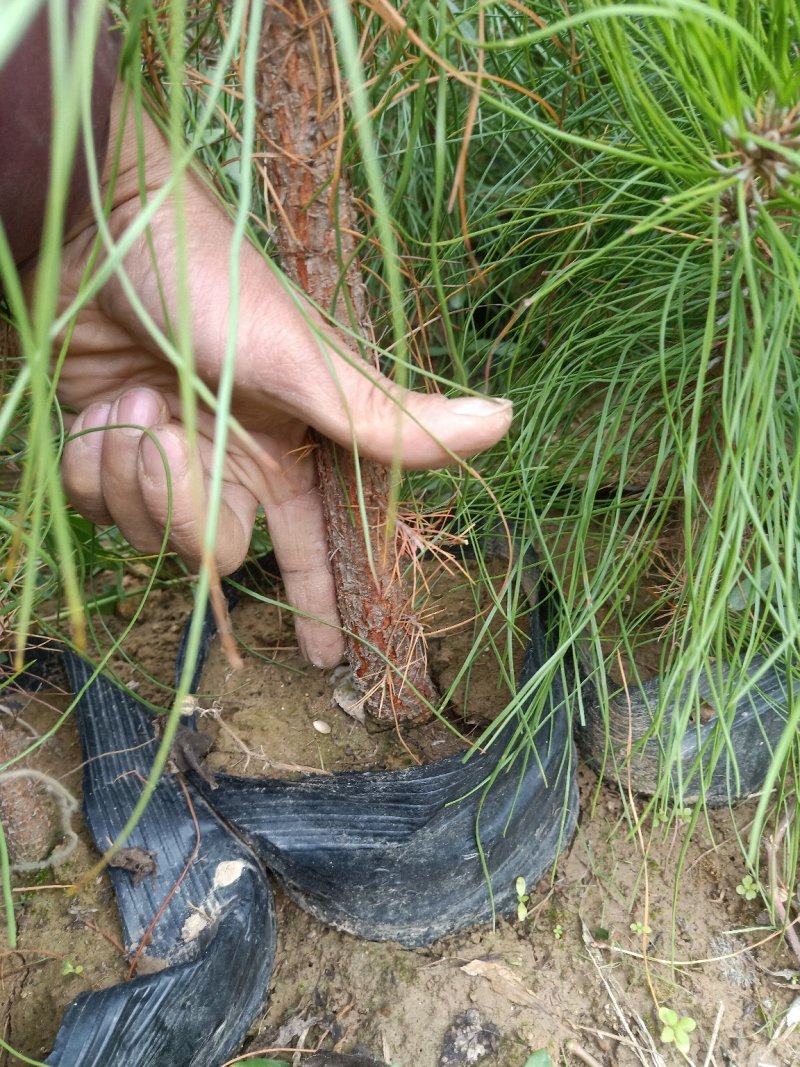湿地松杯苗，景盛苗木合作社