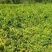 朴树，朴树小苗，1公分朴树，2年朴树小苗，1-30公分