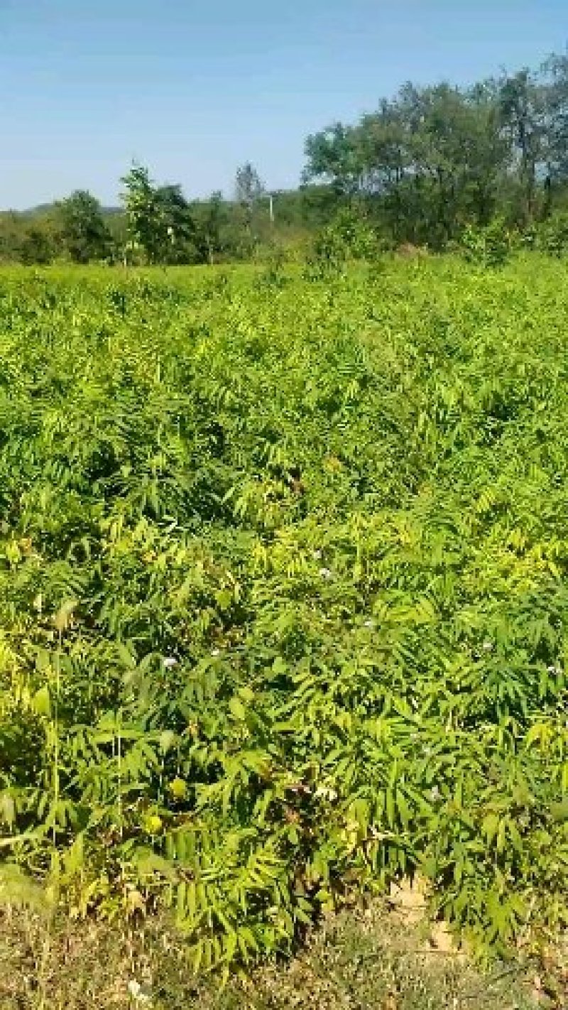 朴树，朴树小苗，1公分朴树，2年朴树小苗，1-30公分