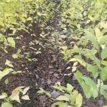 朴树，朴树小苗，1公分朴树，2年朴树小苗，1-30公分