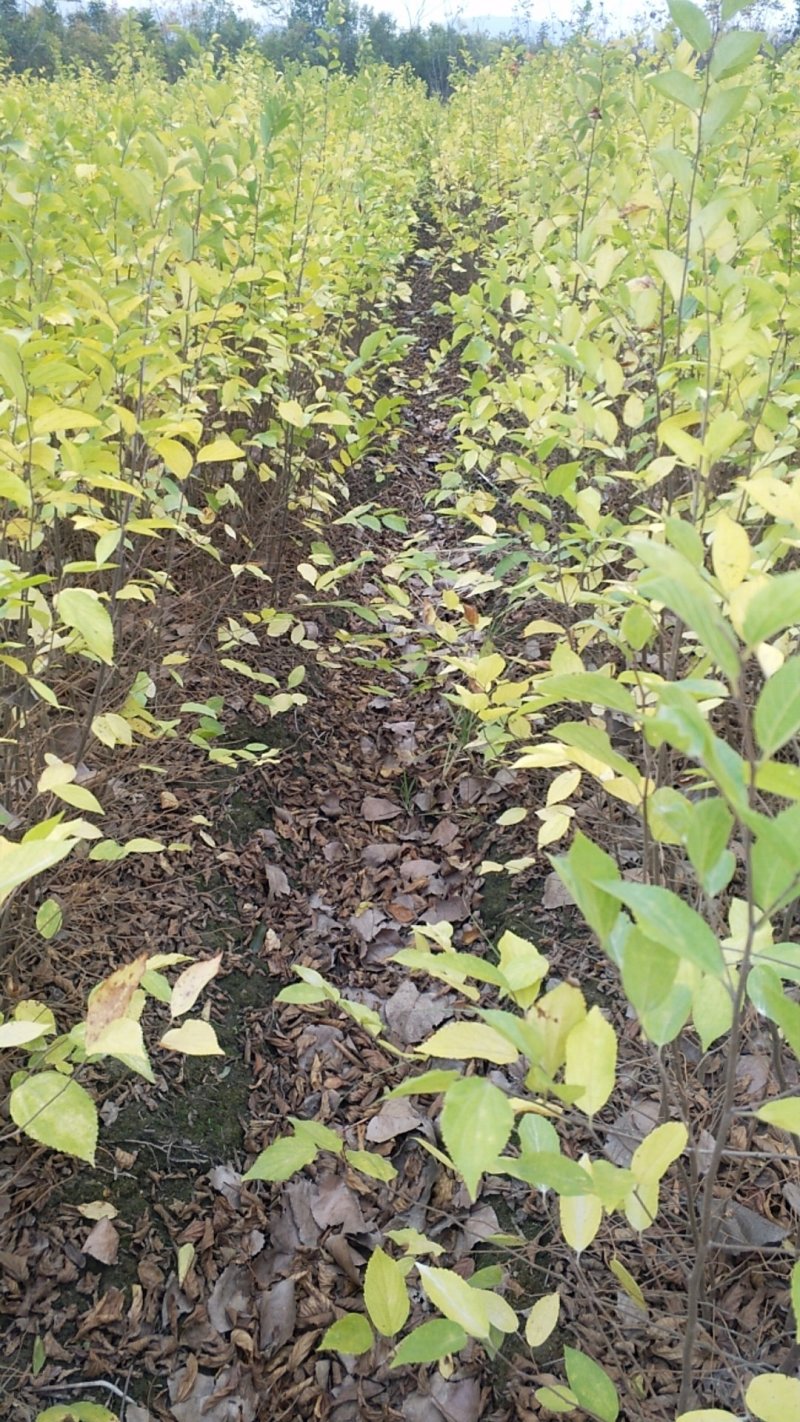 朴树，朴树小苗，1公分朴树，2年朴树小苗，1-30公分
