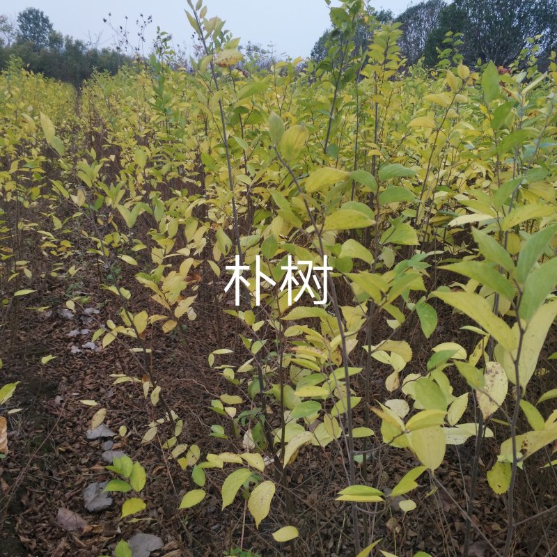 朴树，朴树小苗，1公分朴树，2年朴树小苗，1-30公分