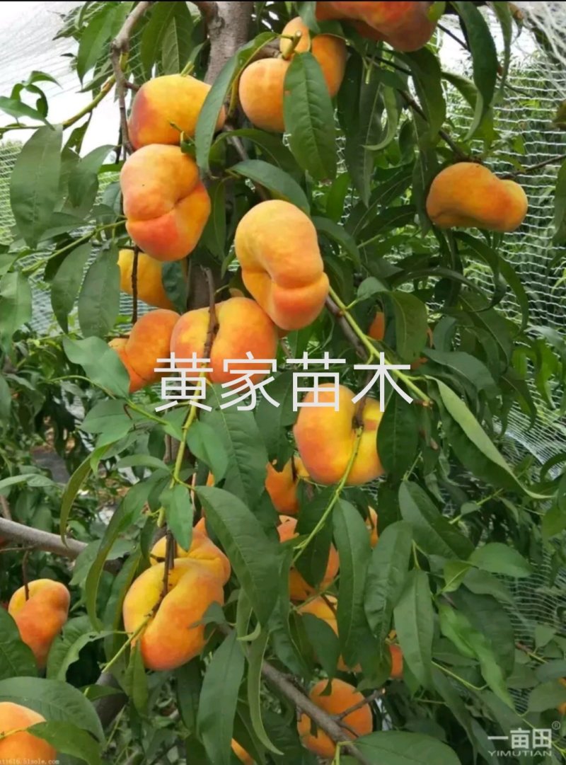 油蟠桃树苗一一风味天后，十一中秋双节期成熟，晚熟品种