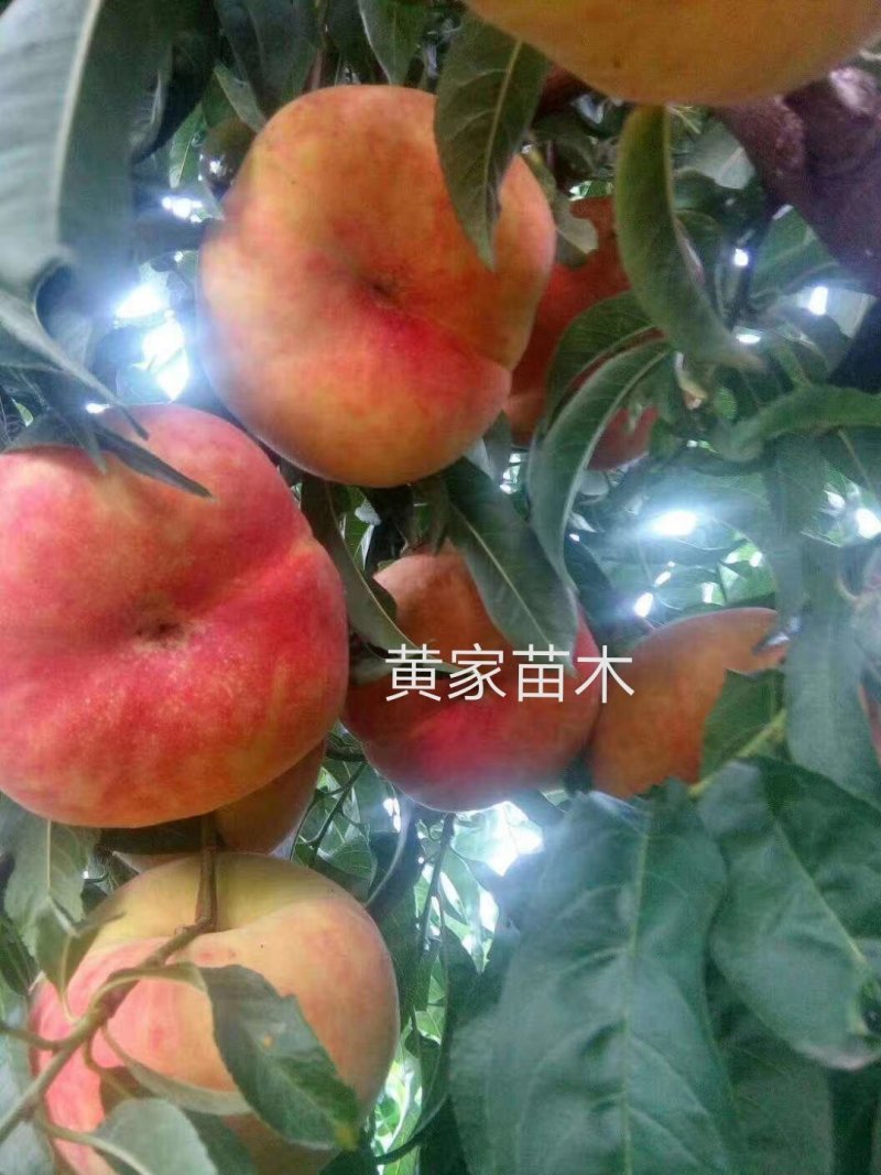 油蟠桃树苗一一风味天后，十一中秋双节期成熟，晚熟品种