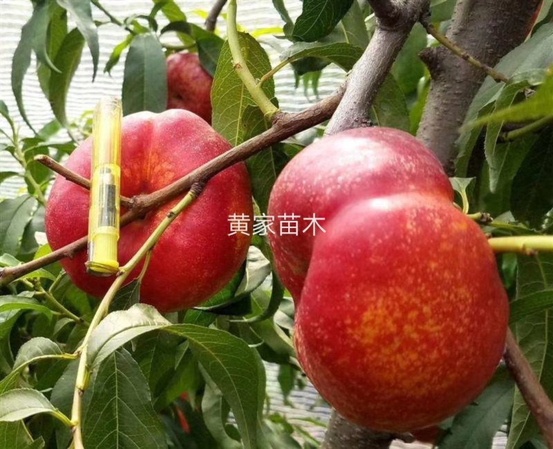 油蟠桃树苗一一风味天后，十一中秋双节期成熟，晚熟品种