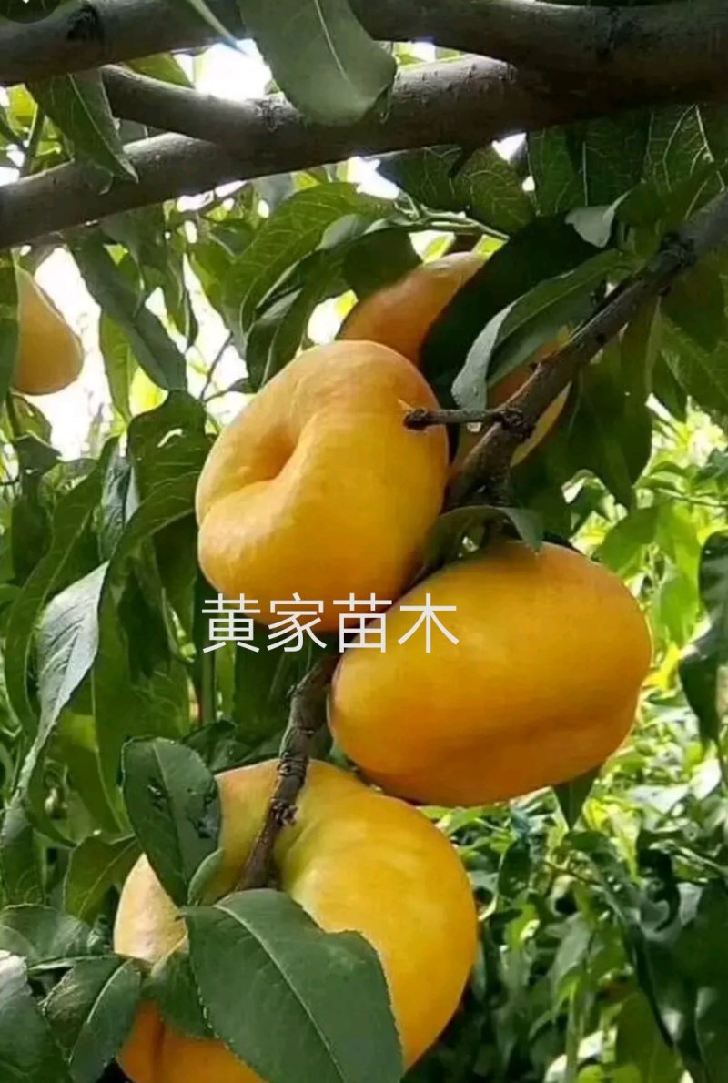 油蟠桃树苗一一风味天后，十一中秋双节期成熟，晚熟品种