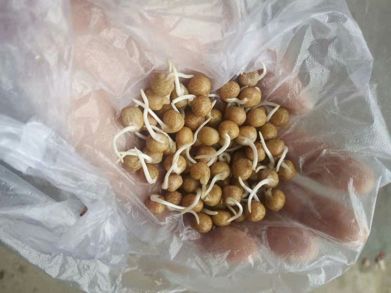 2019年新产加拿大进口麻豌豆，芽苗菜专用，鸽子喂料。