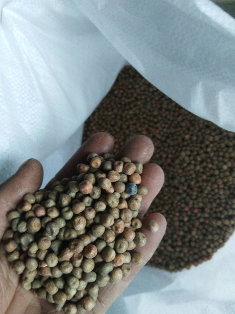 2019年新产加拿大进口麻豌豆，芽苗菜专用，鸽子喂料。
