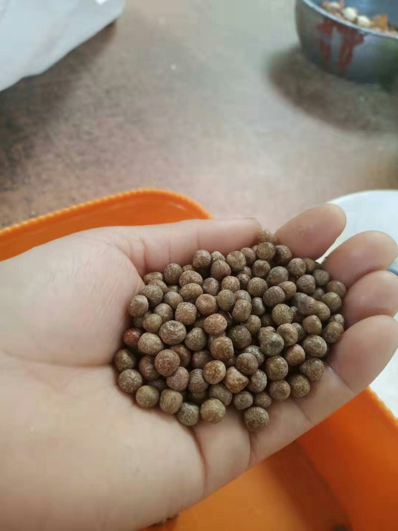 2019年新产加拿大进口麻豌豆，芽苗菜专用，鸽子喂料。