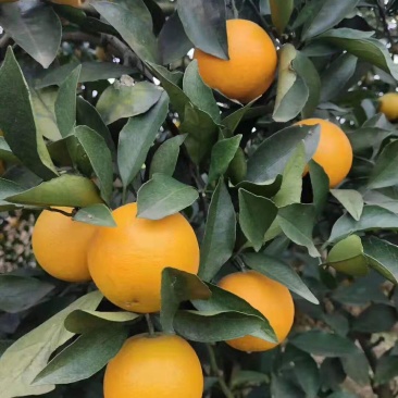 《黔阳冰糖橙》味甜诚信代办源袁隆平爷爷代言的橙子