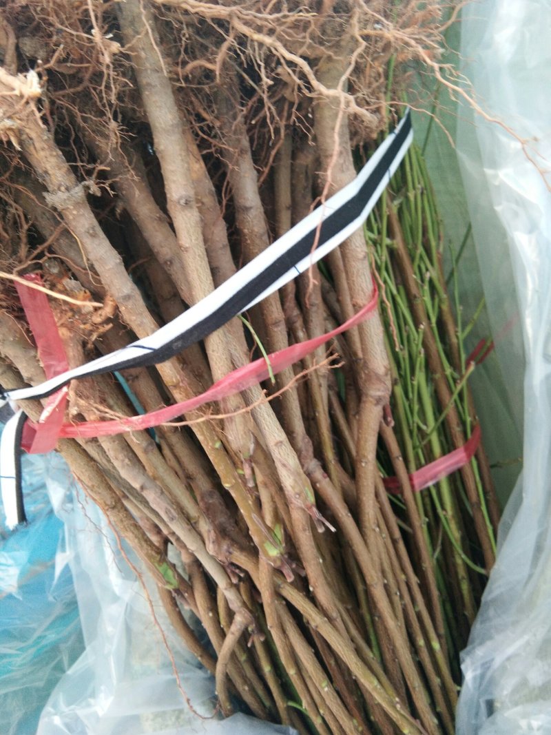 毛桃树苗嫁接品种桃树苗的砧木桃树苗1公分桃树种子苗桃树