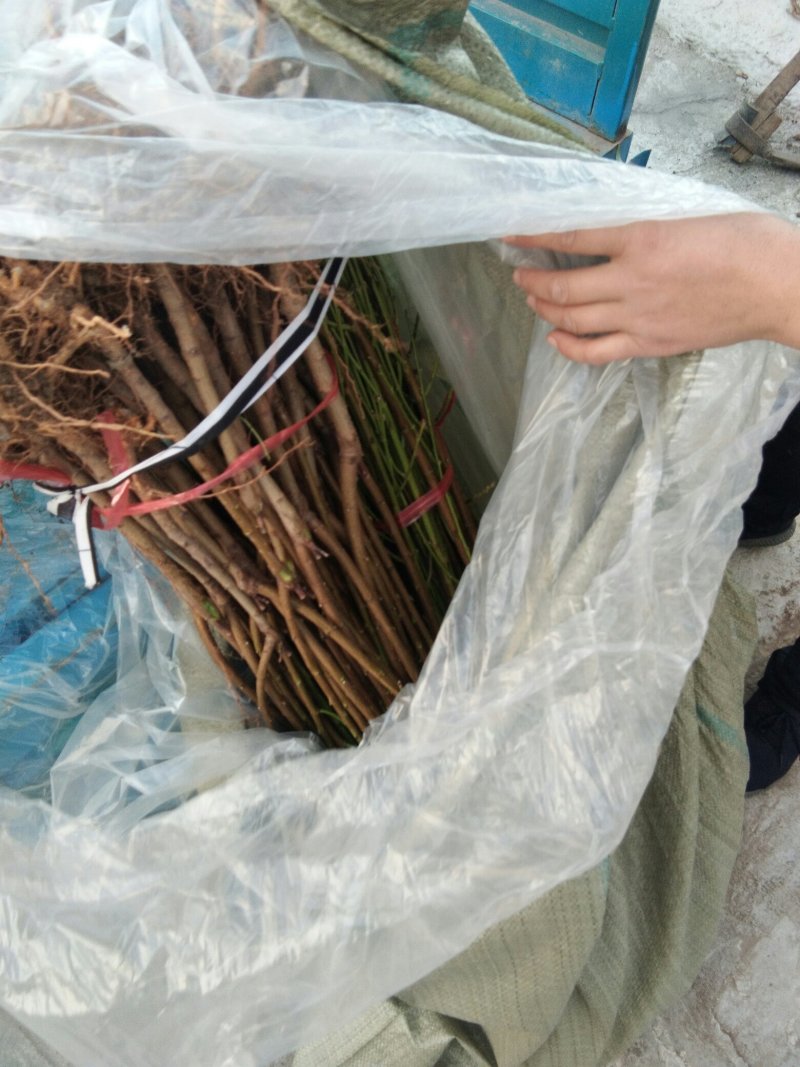 毛桃树苗嫁接品种桃树苗的砧木桃树苗1公分桃树种子苗桃树
