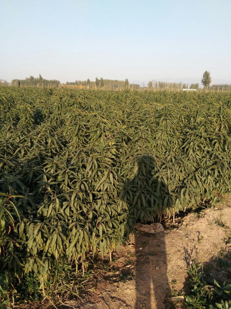 毛桃树苗嫁接品种桃树苗的砧木桃树苗1公分桃树种子苗桃树
