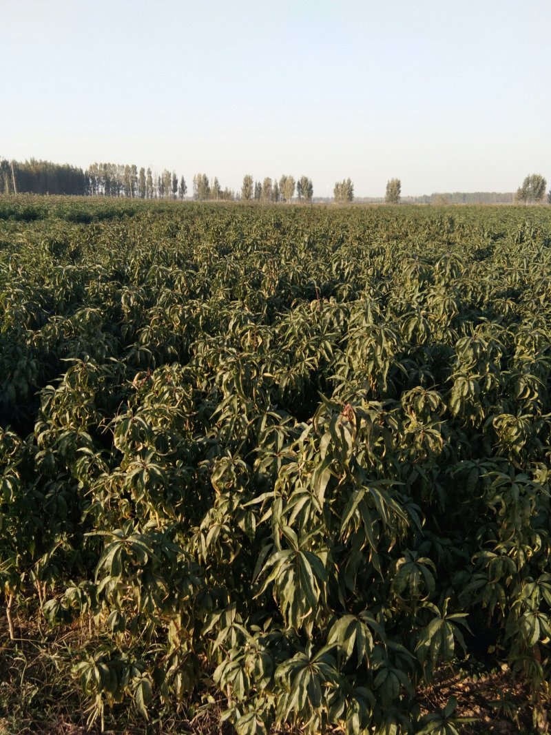 毛桃树苗嫁接品种桃树苗的砧木桃树苗1公分桃树种子苗桃树