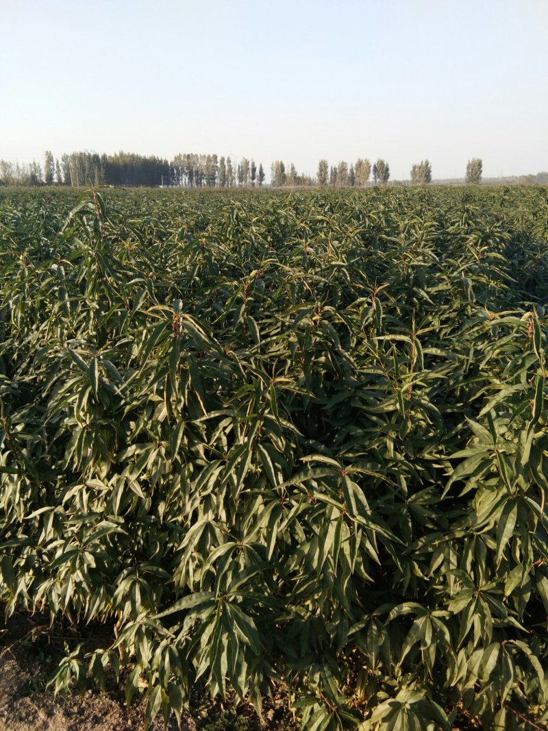 毛桃树苗嫁接品种桃树苗的砧木桃树苗1公分桃树种子苗桃树
