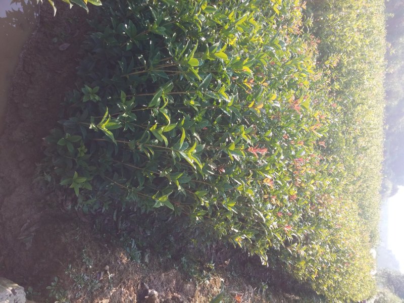 桂花树苗庭院绿化丹桂苗四季常青花坛工程绿化征收占地用苗