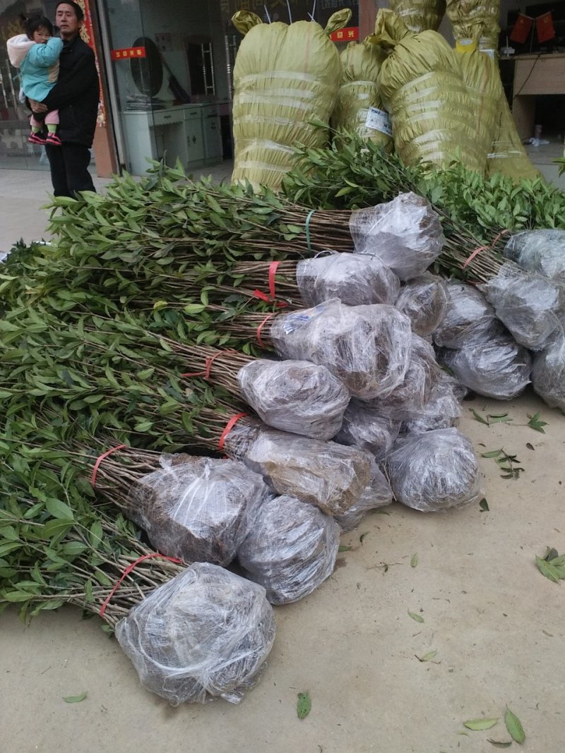 桂花树苗庭院绿化丹桂苗四季常青花坛工程绿化征收占地用苗
