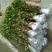 桂花树苗庭院绿化丹桂苗四季常青花坛工程绿化征收占地用苗