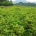 桂花树苗庭院绿化丹桂苗四季常青花坛工程绿化征收占地用苗