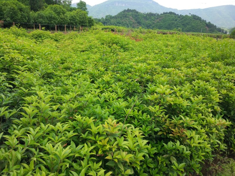 桂花树苗庭院绿化丹桂苗四季常青花坛工程绿化征收占地用苗