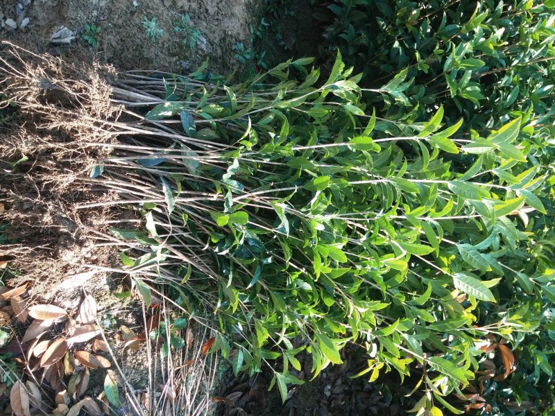 桂花树苗庭院绿化丹桂苗四季常青花坛工程绿化征收占地用苗