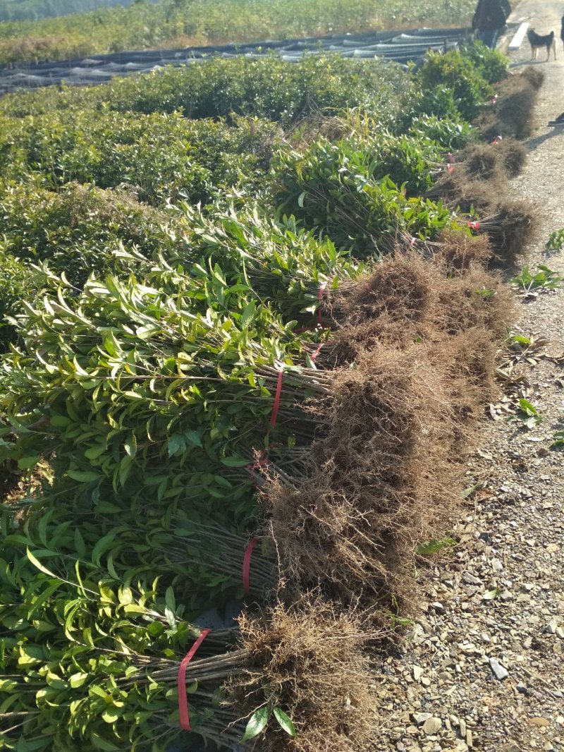 桂花树苗庭院绿化丹桂苗四季常青花坛工程绿化征收占地用苗