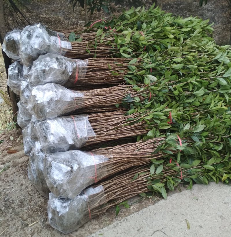 桂花树苗庭院绿化丹桂苗四季常青花坛工程绿化征收占地用苗