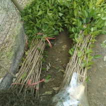 桂花树苗庭院绿化丹桂苗四季常青花坛工程绿化征收占地用苗