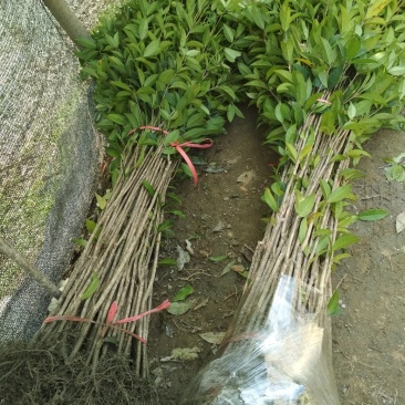 桂花树苗庭院绿化丹桂苗四季常青花坛工程绿化征收占地用苗