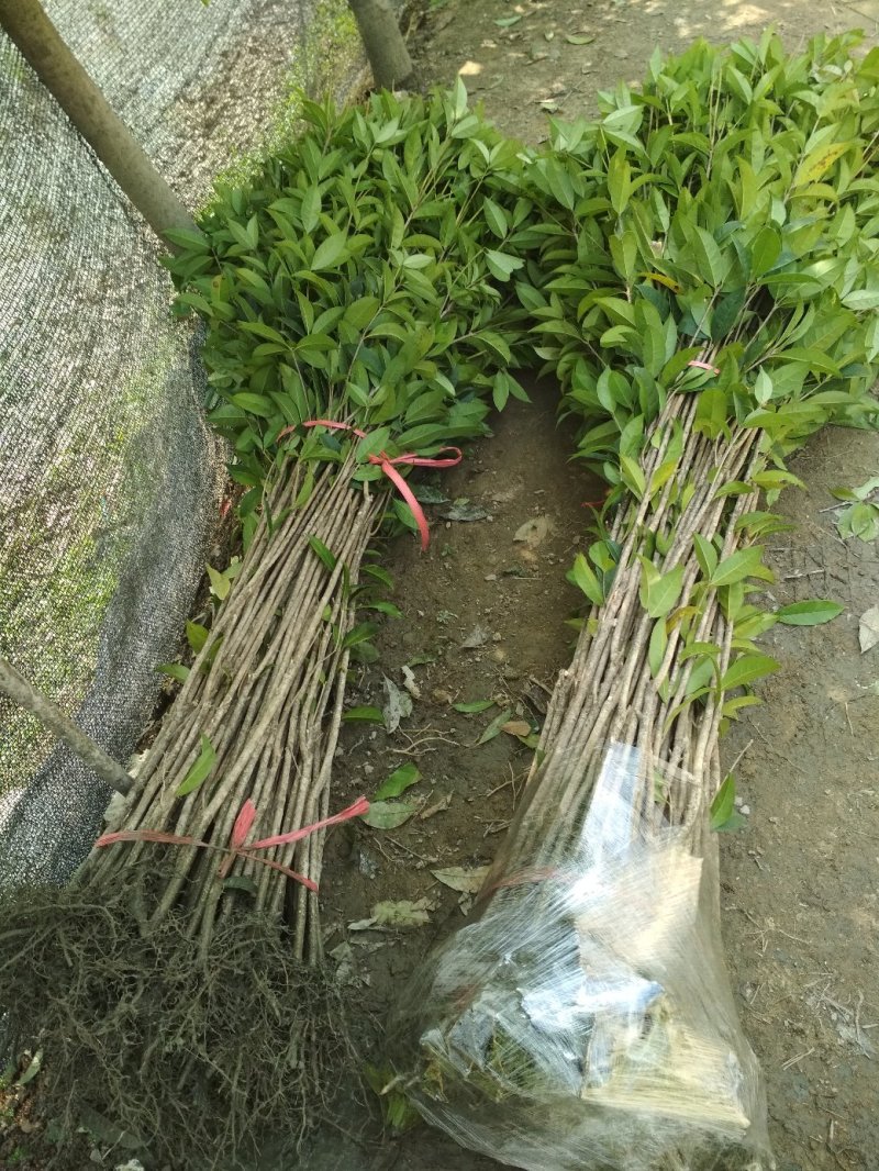 桂花树苗庭院绿化丹桂苗四季常青花坛工程绿化征收占地用苗