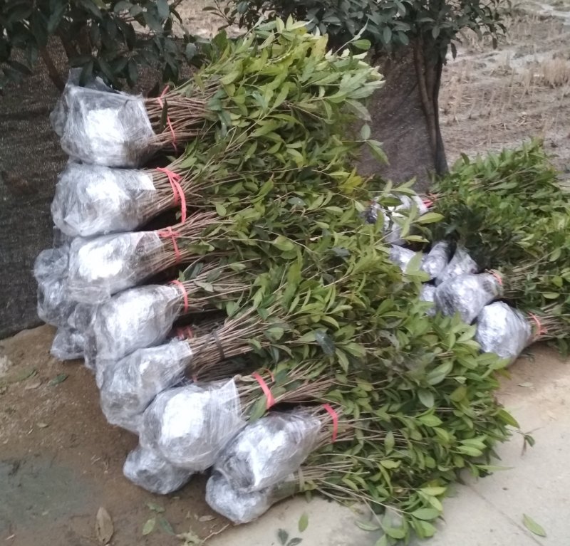 桂花树苗庭院绿化丹桂苗四季常青花坛工程绿化征收占地用苗