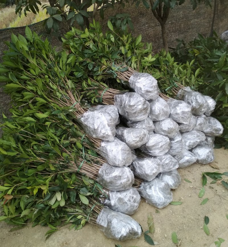 桂花树苗庭院绿化丹桂苗四季常青花坛工程绿化征收占地用苗